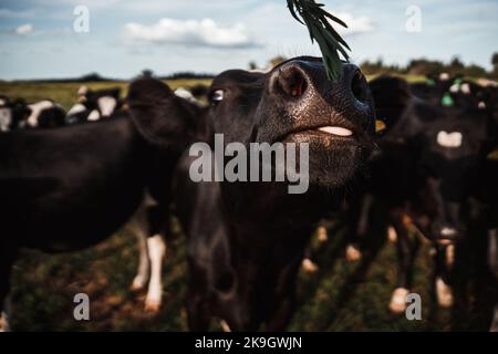 muso nero e lingua di una mucca che sniffing intorno ad una piccola pianta verde accanto ad altre mucche bianche e nere in un grande prato verde, rotorua, nuova zelanda Foto Stock