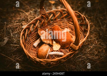 In una radura nella foresta si trova un cesto di vimini con funghi e foglie autunnali. Raccolta a fungo. Funghi non cotti in autunno. Foto Stock