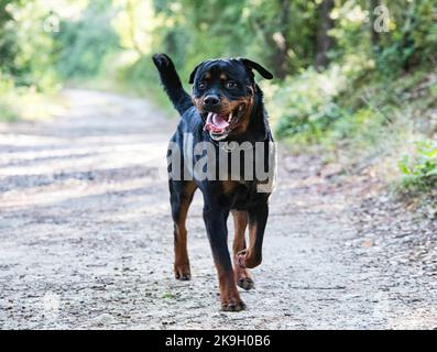 rottweiler adulto che corre nella natura in estate Foto Stock