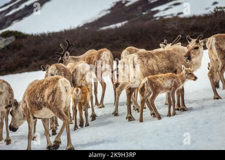 Gruppo di giovani renne caribou in Norvegia tundra, Scandinavia Foto Stock