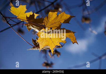 St. Englmar, Germania. 28th Ott 2022. Il sole splende attraverso foglie di rovere giallo. Nell'ultimo fine settimana di ottobre, il termometro sale sopra i 20 gradi. Credit: Annette Riedl/dpa/Alamy Live News Foto Stock