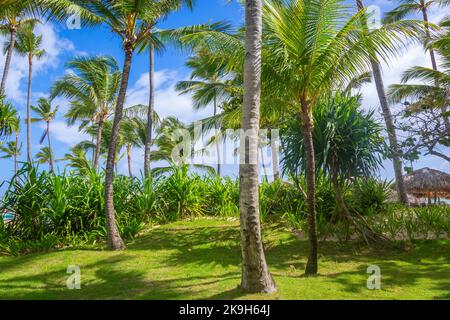 Paradiso tropicale: alberi di palma caraibici con sole a Montego Bay, Giamaica Foto Stock