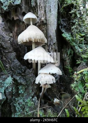 Micena galericulata, cofano comune, micena, micena comune o casco da favola rosy-gill sono i nomi di questo carino gruppo di funghi che crescono su una t Foto Stock
