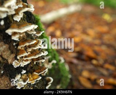 Fungo di coda di tacchino che cresce su un tronco di albero morto. Foglie autunnali sfocate. Inteso come sfondo autunnale Foto Stock