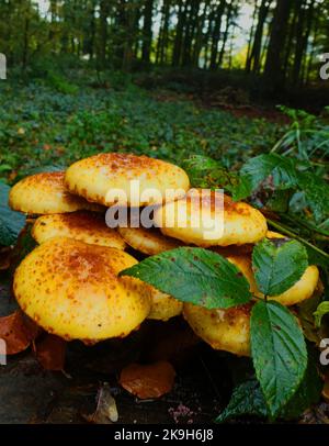 Cappe del Fungo del Miele scuro in una foresta in Germania Foto Stock