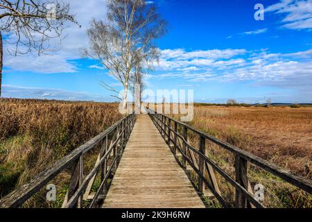 Il lago Federsee vicino a Bad Buchau, Baden-Württemberg, Germania, Europa Foto Stock