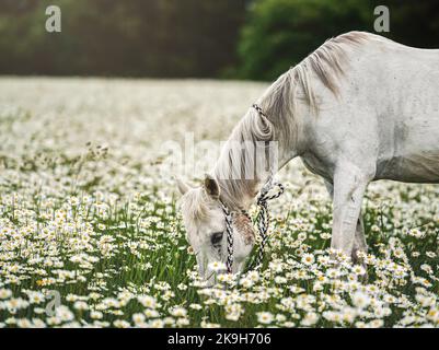 Bianco cavallo arabo pascolo su prato foresta con molti fiori di margherita selvaggi Foto Stock