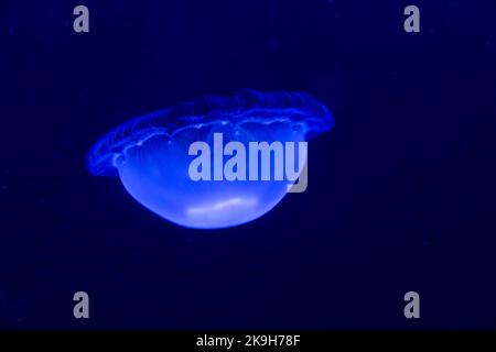 Pesce gelatinoso blu nel mare profondo Foto Stock