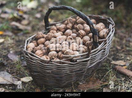 Vecchio cesto rustico pieno di noci in giardino sulle foglie autunnali. Foto Stock