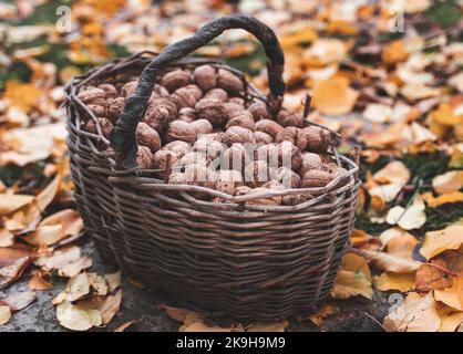 Vecchio cesto pieno di noci in giardino sulle foglie autunnali. Foto Stock
