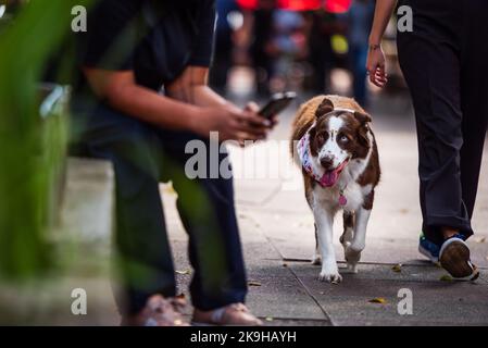 Cane femmina marrone e bianco con stelle sulla fronte a piedi con proprietario a Savassi in Belo Horizonte, Brasile. Foto Stock
