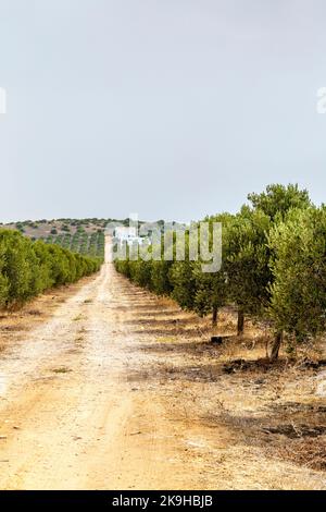 Ulivi in un oliveto, Mare Oleum - Centro di Interpretazione Olive Grove, Cadice, Spagna Foto Stock