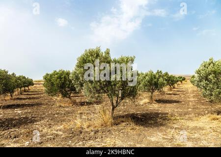 Ulivi in un oliveto, Mare Oleum - Centro di Interpretazione Olive Grove, Cadice, Spagna Foto Stock