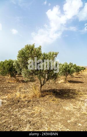 Ulivi in un oliveto, Mare Oleum - Centro di Interpretazione Olive Grove, Cadice, Spagna Foto Stock