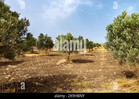 Ulivi in un oliveto, Mare Oleum - Centro di Interpretazione Olive Grove, Cadice, Spagna Foto Stock