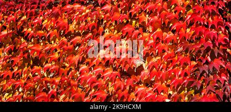 Splendido, luminoso sfondo autunnale con la consistenza di dense foglie rosse ardenti di uve selvatiche ricci. Foto Stock