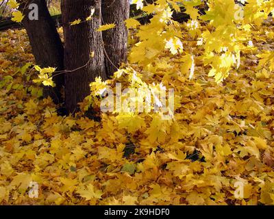 Parco con tronchi d'acero tra foglie gialle sul terreno in autunno. Foto Stock