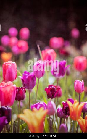 Tulipani colorati in un giardino di fiori Foto Stock