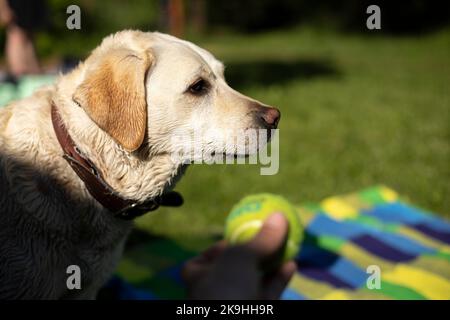 Ritratto di Labrador in estate nel parco. Cane grande. Un simpatico animale domestico nelle giornate calde. Cane da passeggio. Foto Stock