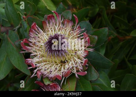 Protea Eximia, Proteaceae, sugarbush a foglia larga, arbusto, dal Sudafrica.Growing nei giardini subtropicali Abbey sull'isola di Tresco nelle isole Foto Stock