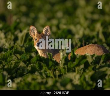 Cervi d'acqua cinesi l'inerma idropotes trovato in coltura di barbabietola da zucchero nel nord Norfolk farmland, Regno Unito Foto Stock