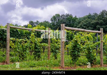 Vine 'Infrastructure' è mostrato con i supporti di legno e trellising in un vigneto nella regione dei Finger Lakes di New York, Yates County, New York Foto Stock