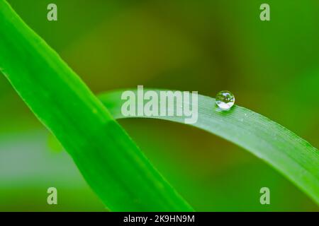 Un primo piano su una singola e perfettamente rotonda rugiada poggia su una lama sottile di erba. Foto Stock