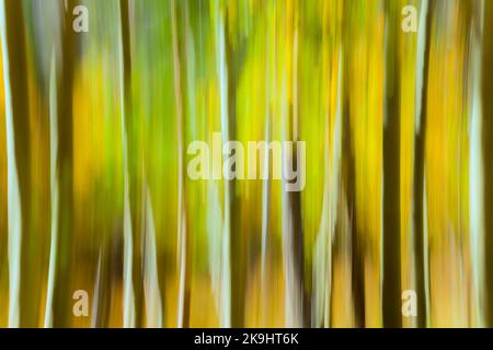 L'immagine è una fotografia astratta sfocata di una foresta di aspen in autunno con una panoramica della tecnica della fotocamera. Foto Stock