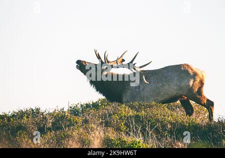 Tule Elk bull Cervus canadensis nanodes alla riserva di Tule Elks a Point Reyes National Seashore, California, USA. Foto Stock