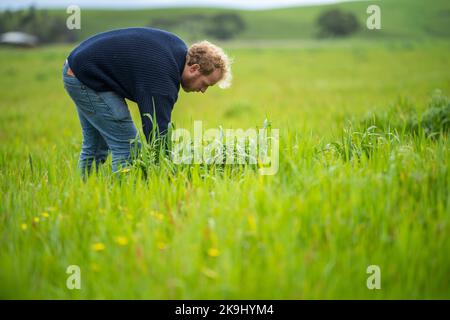 terreno scienziato agronomo agricoltore guardando pascolo ed erba in un campo in primavera. guardando alla crescita di piante e la salute del suolo Foto Stock