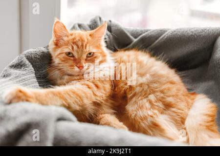 Carino zenzero gatto sta dormendo nel suo letto. Gattino soffice è comodamente sdraiato su coperta. Foto Stock