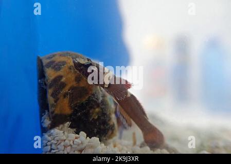 Rara immagine del pesce di pecora di Splechtna - DIDOGOBIUS SPLECHTNAI Foto Stock