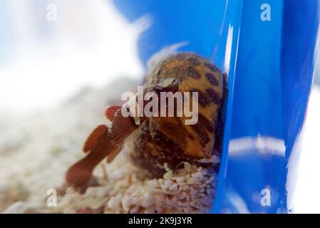 Rara immagine del pesce di pecora di Splechtna - DIDOGOBIUS SPLECHTNAI Foto Stock