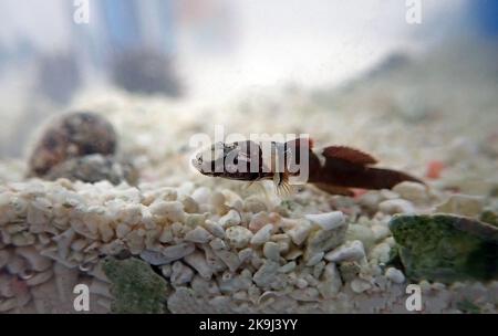 Rara immagine del pesce di pecora di Splechtna - DIDOGOBIUS SPLECHTNAI Foto Stock