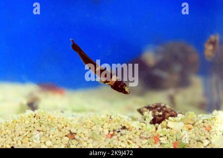 Rara immagine del pesce di pecora di Splechtna - DIDOGOBIUS SPLECHTNAI Foto Stock