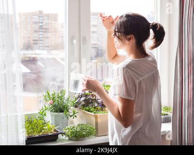 Donna sta annaffiare piante e microgreens sul windowsill. Coltivazione di basilico organico commestibile, rucola, microgredo di cavolo per una sana alimentazione. Foto Stock