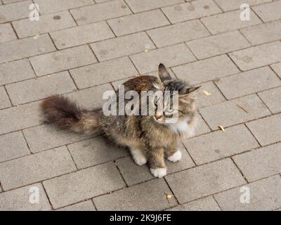 Gatto parassita con occhi verdi. Felina soffice e senza estetiche. Animale senza tetto sul marciapiede. Foto Stock