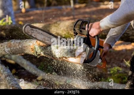 In autunno il lavoratore del parco sta abbattendo gli alberi che sono caduti dopo un forte uragano Foto Stock