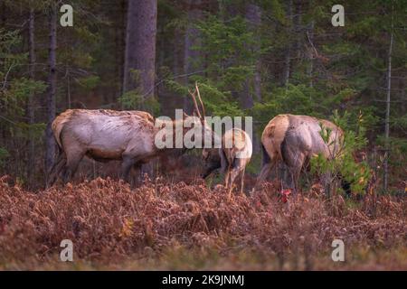 Elk a Clam Lake, Wisconsin. Foto Stock