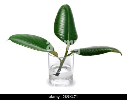 ficus elastica casa pianta radicata taglio in vetro d'acqua isolato su fondo bianco Foto Stock