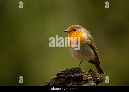 Robin europeo, Erithacus rubecula, songbird arancio seduto sul ramo di lichene, uccello nell'habitat naturale, repubblica Ceca Foto Stock