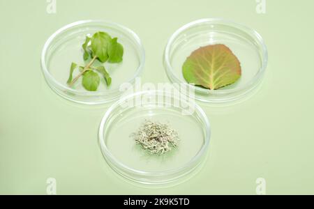 Piante in piatti Petri. Concetto di biochimica e biotecnologia. Ingegneria genetica biologica. Sviluppo agronomico Foto Stock