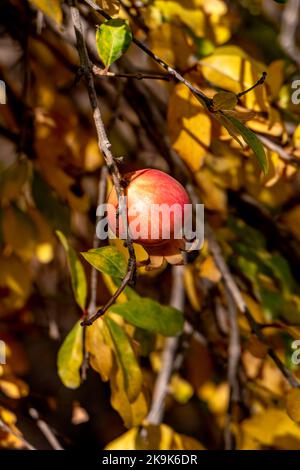 Primo piano tra il fogliame giallo di melograno maturo Foto Stock