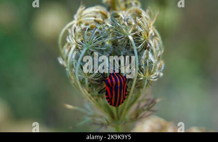 Graphosoma lineatum, Stink a righe rosse e nere Bug su un fiore Foto Stock