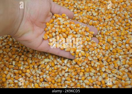 Mano contadina mentre si tocca mais semi di mais raccolti, cibo agricolo crudo, crisi dei prezzi Foto Stock