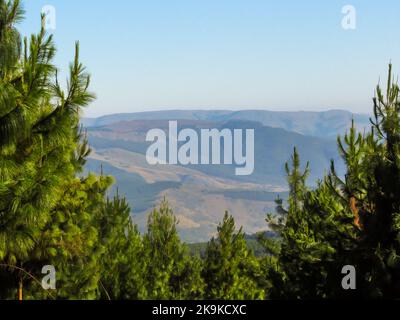 Guardando le montagne della scarpata di Mpumalanga in Sudafrica, incorniciata dalle cime degli alberi in una piantagione di pini Foto Stock