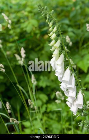 Foto verticale di fiori bianchi in un giardino. Fenotipo bianco di Digitalis purpurea. Foxglove o foxglove comune, è una specie velenosa di flowerin Foto Stock