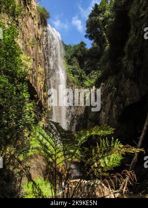 Maestosa cascata in una gola riparata, con una felce di alberi di foresta in primo piano, a Kaapsche Hoop, Mpumalanga, Sudafrica. Foto Stock