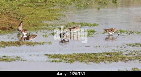 Snipe si nutrono in riva al lago Foto Stock