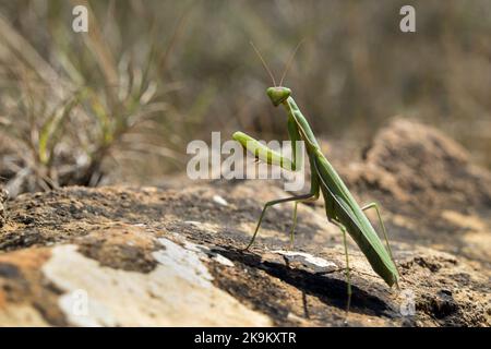 Europeo, pregare Mantis, pregare, Mantis, Mantis religiosa, Primo piano, primo piano, Predator, predatorio, spettacolare, Affascinante, Ritratto, guardando ca Foto Stock